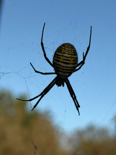 Banded Garden Spider