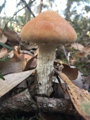 Austroboletus occidentalis