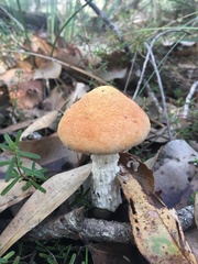 Austroboletus occidentalis