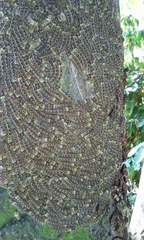 Pereute charops charops