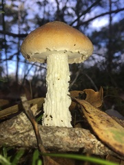 Austroboletus occidentalis
