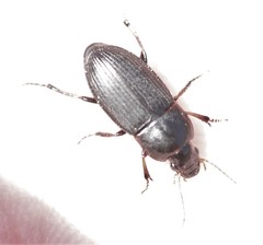 Harpalus