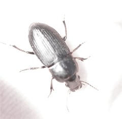 Harpalus