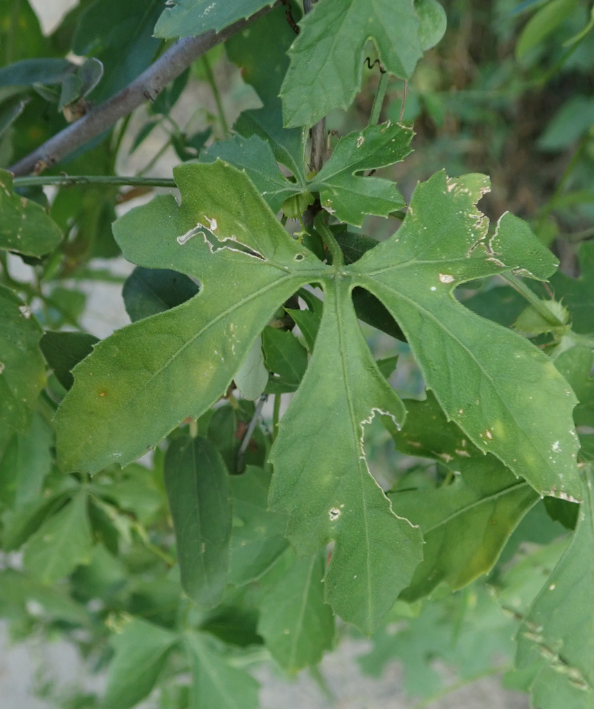 Blastania