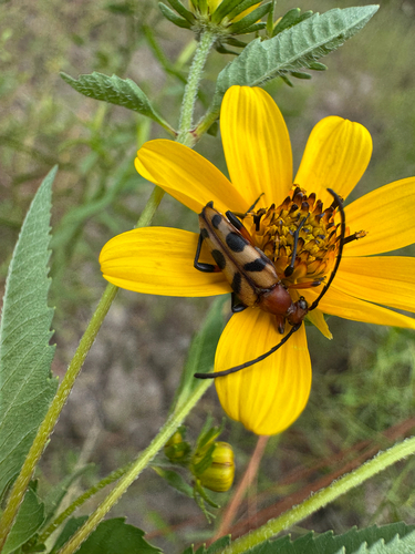 Six-spotted Flower Longhorn Beetle