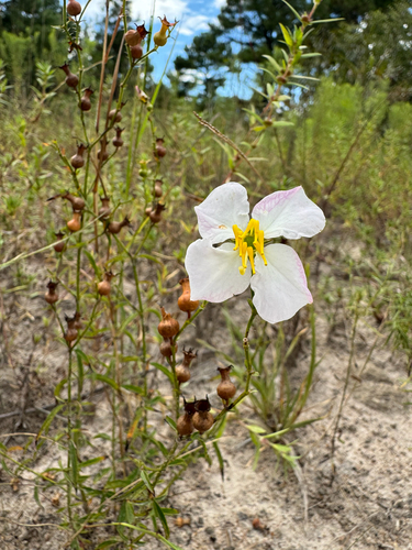 Maryland meadowbeauty