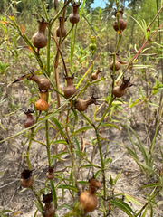 Rhexia mariana, photograph (c) Shelby Lyn Sanders, some rights reserved (CC BY)
