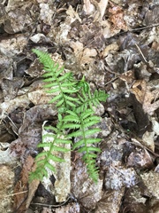 Phegopteris connectilis