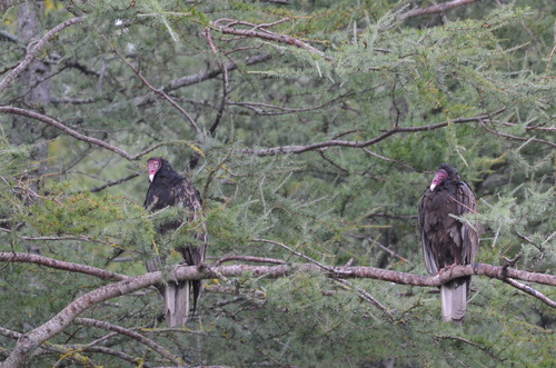 Turkey Vulture