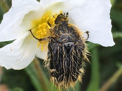 Tropinota squalida