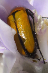 Nemognatha scutellaris