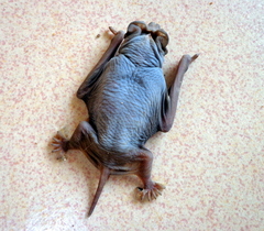 Molossidae