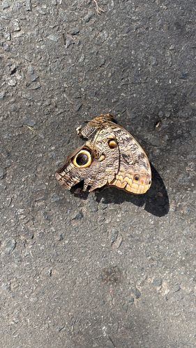Dark Owl-Butterfly