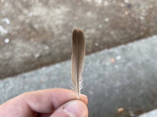 Plume de Alouette lulu