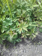 Geranium sibiricum
