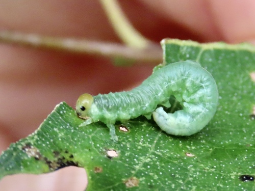 Bicolorous Sawfly