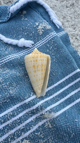 Conus spurius observed 2026-09-11