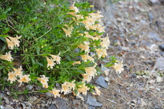 Diplacus grandiflorus