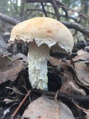 Austroboletus occidentalis