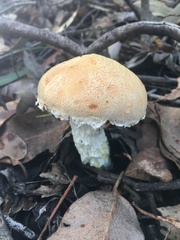 Austroboletus occidentalis