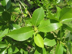 Salix chaenomeloides