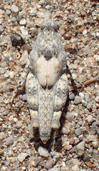 Cibolacris parviceps