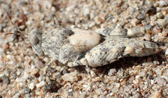 Cibolacris parviceps