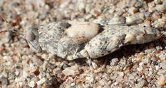 Cibolacris parviceps