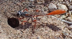 Ammophila femurrubra