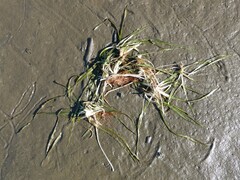 Vallisneria americana, photograph author not stated, no rights reserved