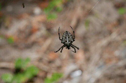 Cross Orbweaver