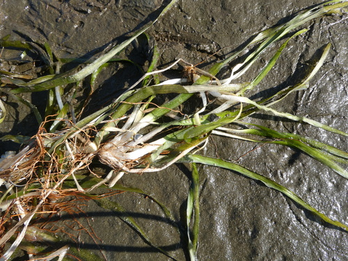 Vallisneria americana, photograph 2