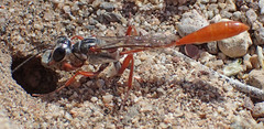 Ammophila femurrubra
