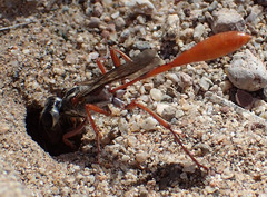Ammophila femurrubra