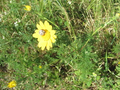 Anacyclus radiatus, photograph (c) zebedeugalinha, some rights reserved (CC BY)