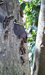 Pereute charops charops