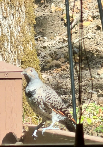 Northern Flicker