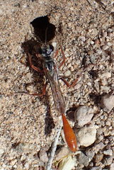 Ammophila femurrubra