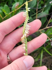 Spiranthes vernalis