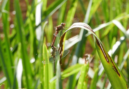 Common Darter