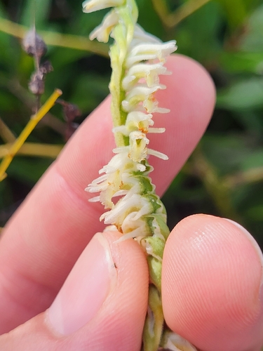 Spiranthes vernalis, photograph 2