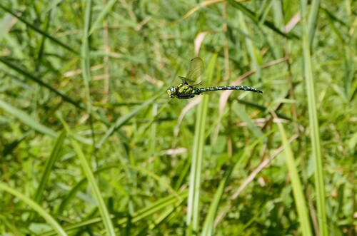 Southern Hawker