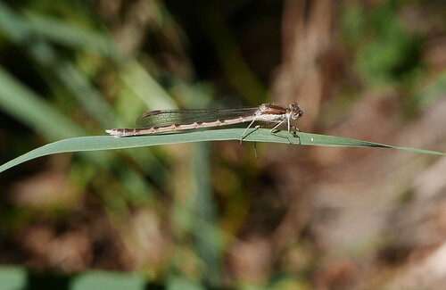 Common Winter Damselfly