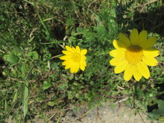 Anacyclus radiatus, photograph (c) zebedeugalinha, some rights reserved (CC BY)