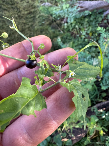 Solanum americanum observed 2026-09-11