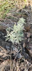 Artemisia pontica