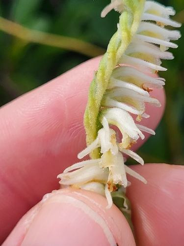 Spiranthes vernalis, photograph 3