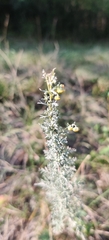 Artemisia pontica, photograph (c) Ondřej Křivan, some rights reserved (CC BY)