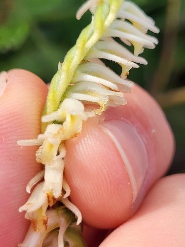 Spiranthes vernalis, photograph 4