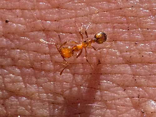 Solenopsis geminata observed 2026-09-11